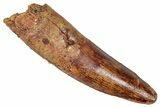Fossil Spinosaurus Tooth - Feeding Worn Tip #350120-1